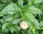 buttonbush